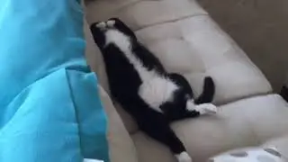 Fat tuxedo cat Gary sleeping like a human