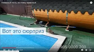 Незваный гость, но очень приятный.