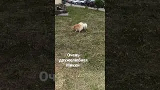 very friendly Mickey #животные #топ #рек #тикток #шортс #shorts #a#TikTok #top #tt#dog #Instagram #т