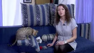 Бенгальские кошки