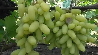 Новинка Виноград Алинка