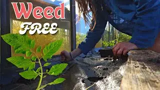 A Weed Free Solution | Gardening 🌱