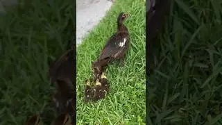 A seguir a mamá!