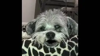 Funny dog video - The Art of Resting