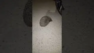 Ёжик в гостях👍и долбёжка в ушки😂👍