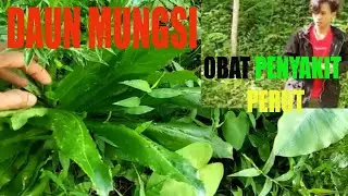 Khasiat DAUN MUNGSI || Daun Langka