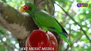 Close Up Shot of a Parrot on the Tree March 10, 2022