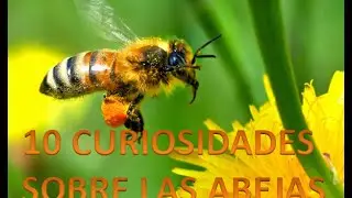 10 CURIOSIDADES SOBRE LAS ABEJAS