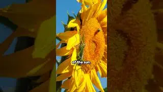 Sunflower Love Story  Clytie & Helios  