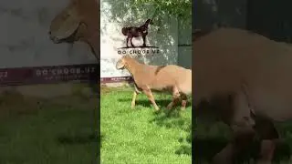 1257 KG QOY