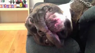 Boxer Shoots Snot Rocket