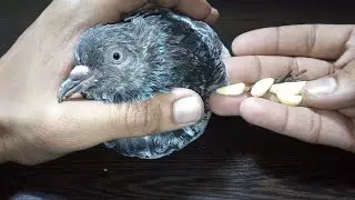 kabutar ke jukam ka ilaj