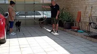 BRINCANDO ARO EL JEFE #pastorbelga #belgamalinois #malinoislovers #k9 #jefe