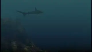 Shark and dino