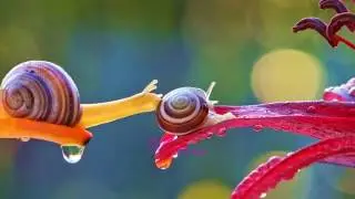 Такого вы еще не видели! Сказочный микромир улиток.