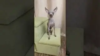 Новый домик для Руби? 