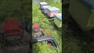 обкашиваю пасеку
