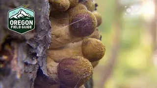 This humongous fungus is considered the largest living thing on earth | Oregon Field Guide Archives