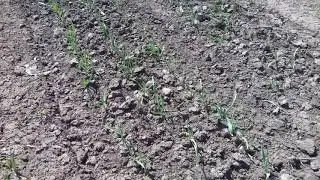 Обзор  чеснока Мессидор и Любаша