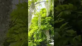 Белая глициния зацвела в Сочи 😍 