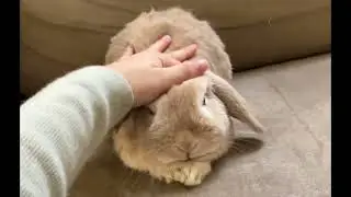 Butternut the celebrity