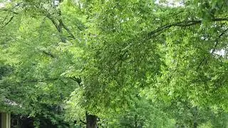 Cicadas in Cherokee Park