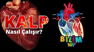 KALP NASIL ÇALIŞIR?