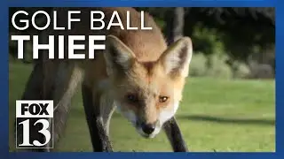 Meet Roxy the Fox: The mischievous, beloved resident of Rose Park Golf Course