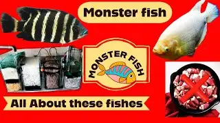 Giant gourami fish care Tips for a thriving aquarium Discover the Secrets of Talapia Butterkerie