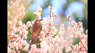 흙은 꽃으로 웃는다 [정자나무]