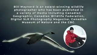 Bill Maynard   Wilderness Photographer