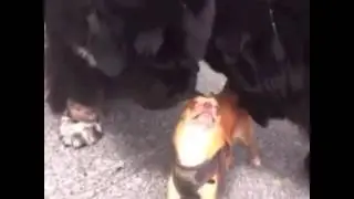 Dramatic dog