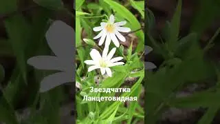 Лесная гвоздика - продвигается побегами на расстояние до 1 метра и более в течение сезона