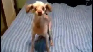 Бешонная собака