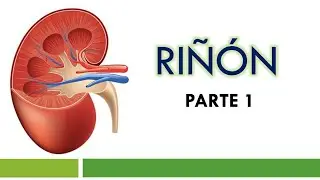 Histology and Anatomy of the Kidney | Part 1