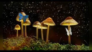 Binaural Nighttime Ambience/Crickets chirping night sounds/nature sleep sounds