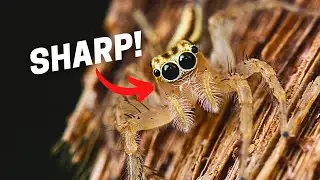 How To Get SHARP Macro Images With Olympus/OM System Cameras?