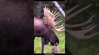 Bull Moose Vocalizations During the Rut