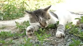 Video of Cat Sleeping | Creative Commons Video