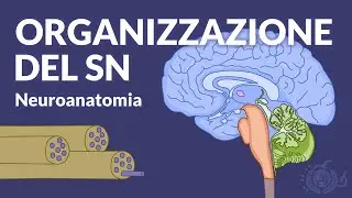 GROSS ANATOMY AND FUNCTIONALITY - General organization of the nervous system - Neuroanatomy