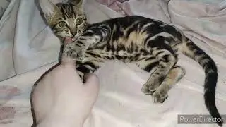 Котята уехали. Нэнси отдали. Остался только Сид.