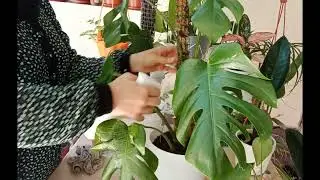 Монстера гули парвариши хақида.