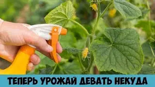 Желтеют листья огурцов Всё исправила в момент Вот теперь урожай девать некуда Средство от пожелтения