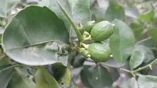 COMO NACEN LOS LIMONES