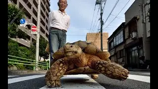 Bon-chan and Mr. Mitani: a heartwarming tale of friendship between a man and a tortoise