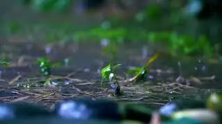 Rain Sounds for Sleeping  🌧️ 3 Hours