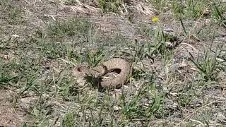 Prairie Rattlesnake - Broomfield, Colorado