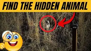 Find the Hidden Animals # 11