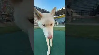 Our dingoes turn 9!