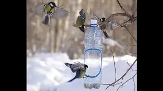 Птицы едят из кормушки в 3D